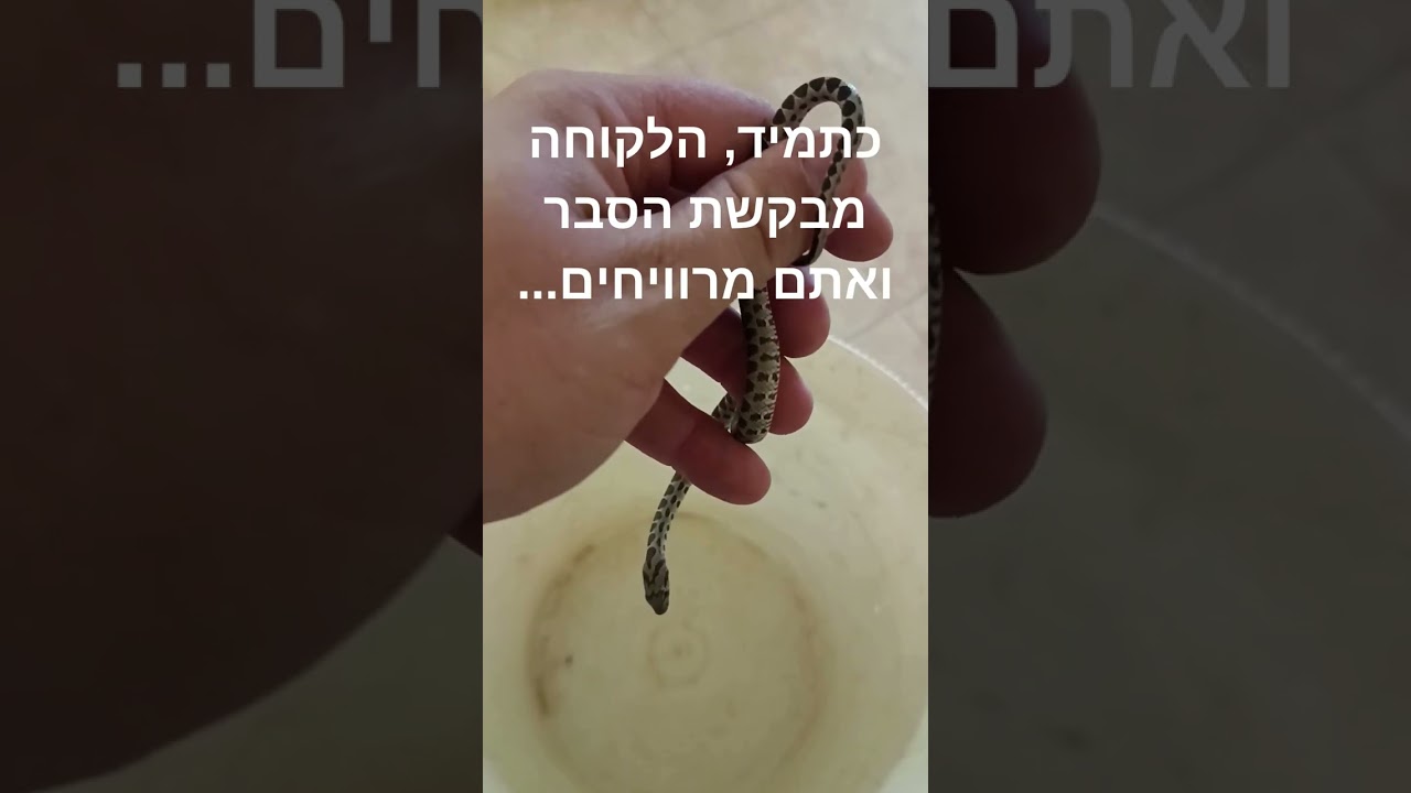 נחש ענק שחור במרתף!! גילעד שטרן לוכד נחשים