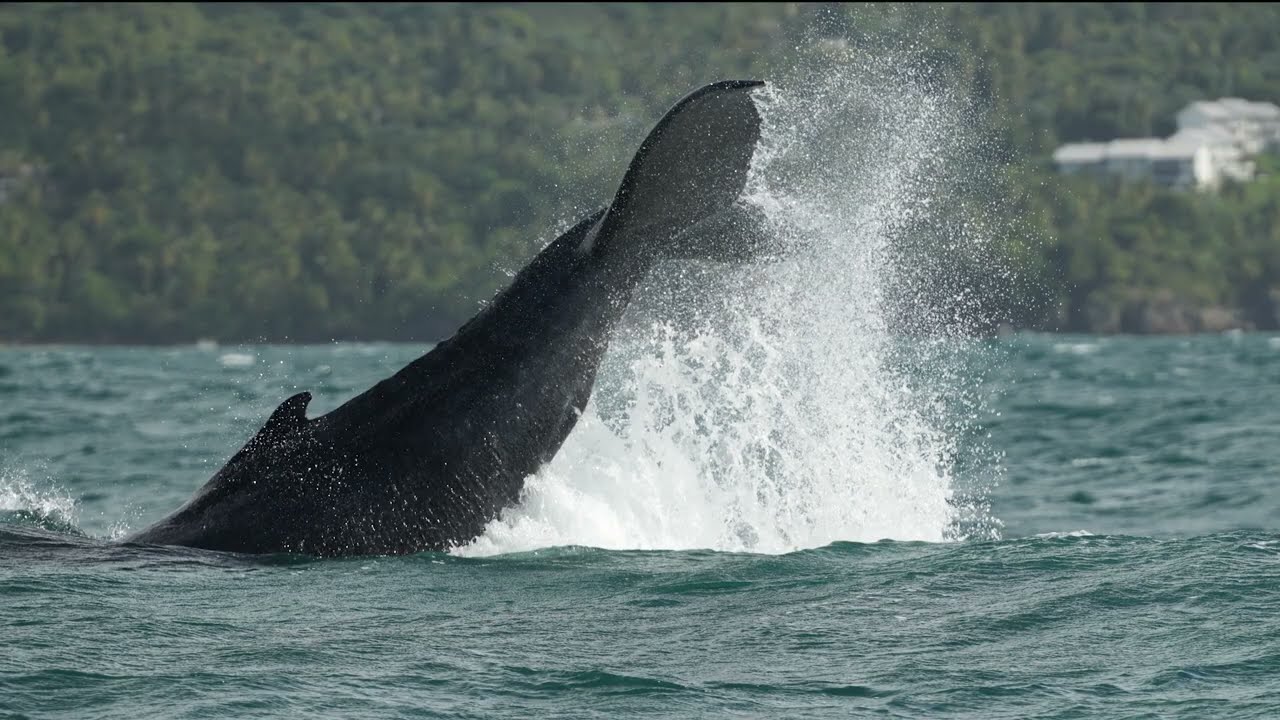 Samana Bay Whales | Samaná Peninsula Dominican Republic