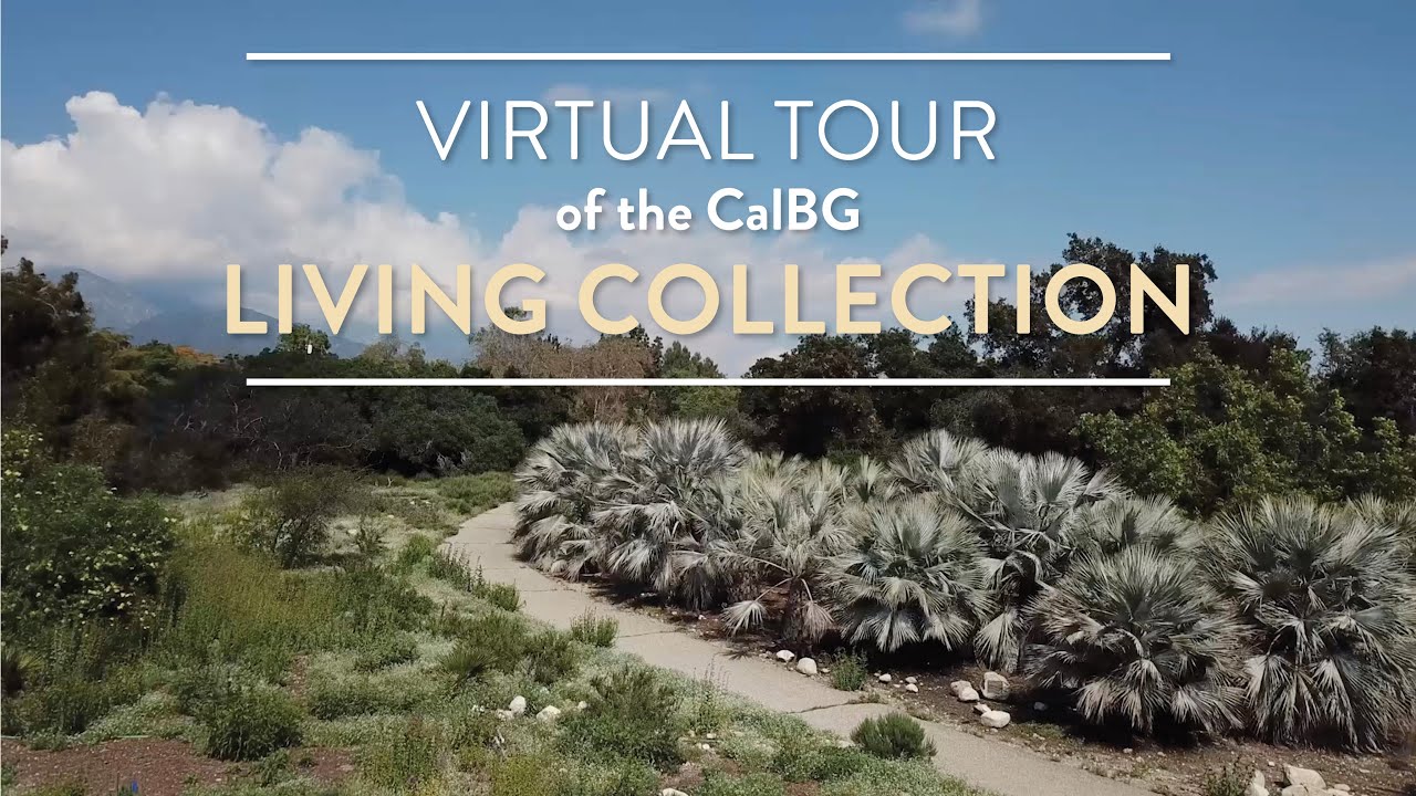 Virtual Tour of the CalBG Living Collection