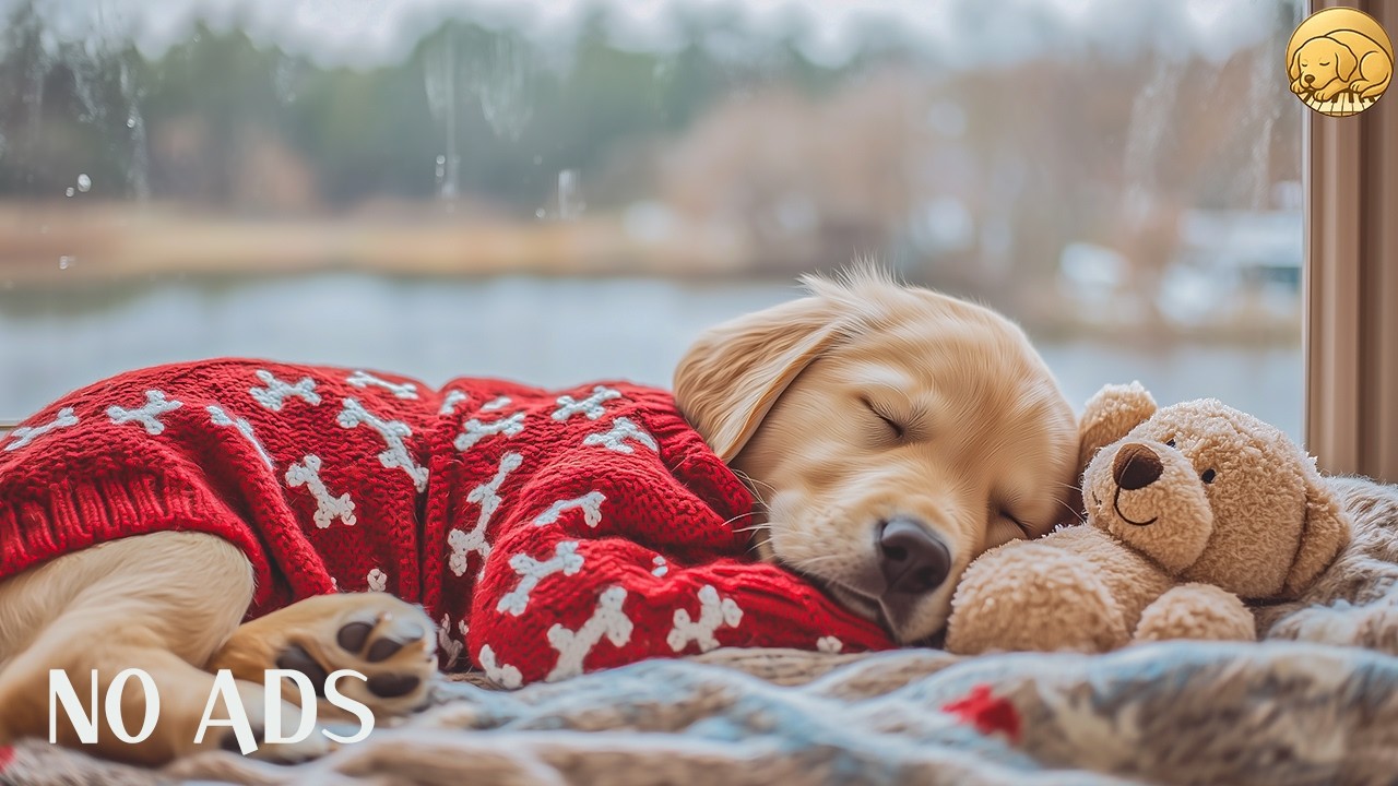 12 HOURS Calming Music for Dogs 🐶 Anti Separation Anxiety Relief 💖Deep Sleep Music for Dogs 🎶 No Ads