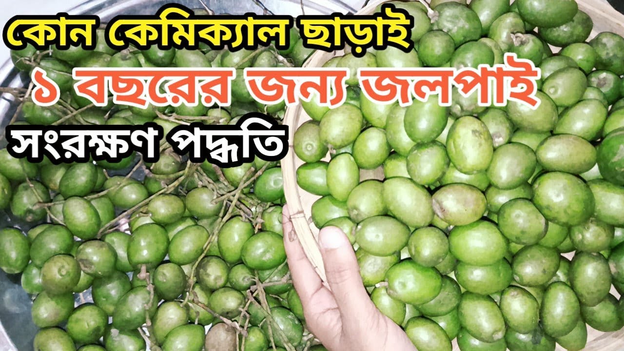 কোন কেমিক্যাল ছাড়াই ১ বছরের জন্য জলপাই সংরক্ষণ পদ্ধতি !! দীর্ঘদিন জলপাই ভালো রাখার সেরা টিপস
