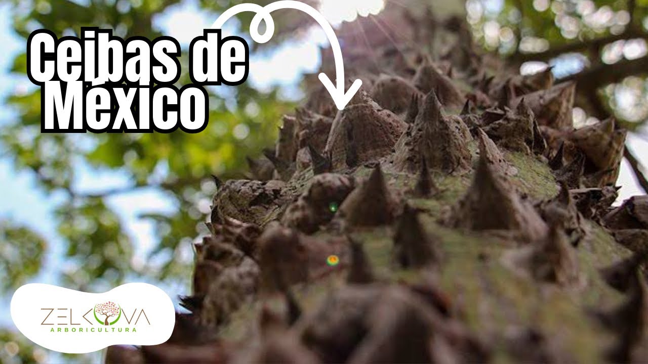 Ceiba Nativas Mexicanas: ¿Ya las conocías? 