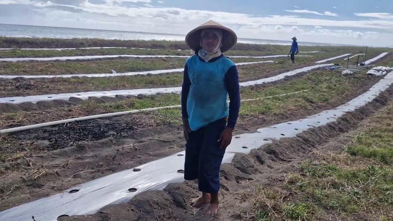 EXTREME FARMING: CLEANING DRY GRASS IN WATERMELON FIELDS WITHOUT TOOLS - Agriculture Farming