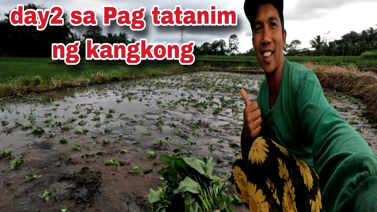 Day2 sa Pag tatanim ng kangkong