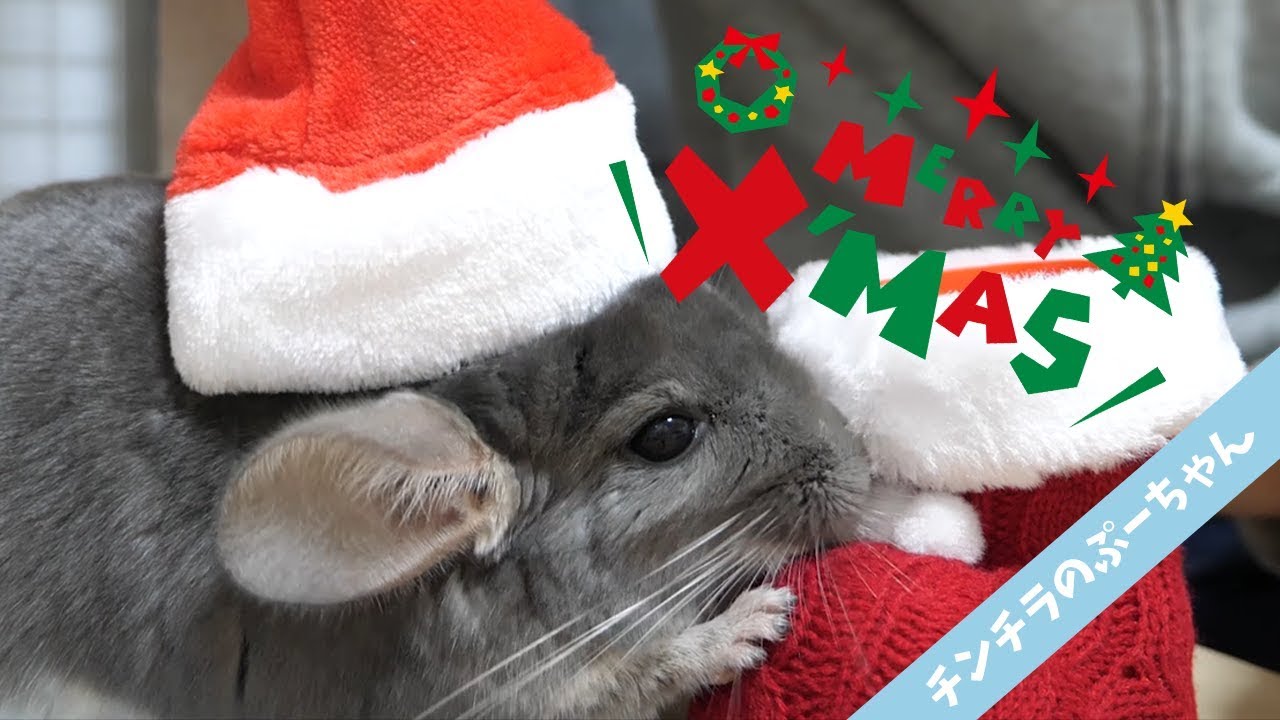 【チンチラ】Merry Christmas！ぷーちゃんとのクリスマスのお祝いをしたら可愛すぎた！Funny and Cute Chinchilla