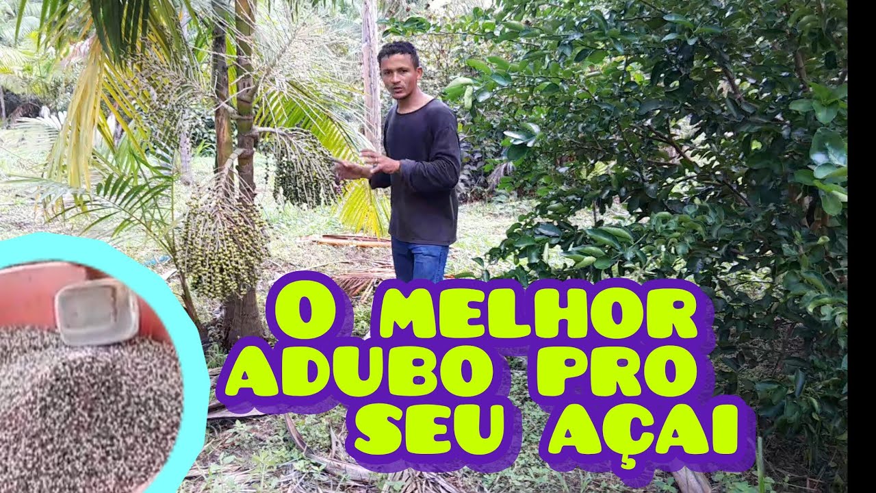 O MELHOR ADUBO PARA O AÇAI #adubo #açai #vidanaroca