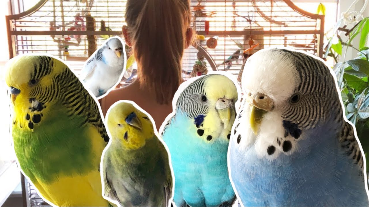 Wellensittich Morgenroutine / Budgie Morning Routine😴🐥