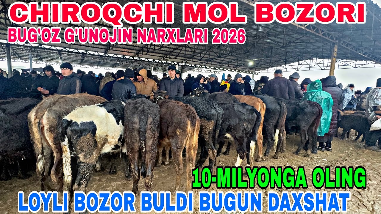 4-MART CHIROQCHI QORABURUG’ BOZORIIDAN BUG’OZ G’UNOJIN NARXLARI 2026