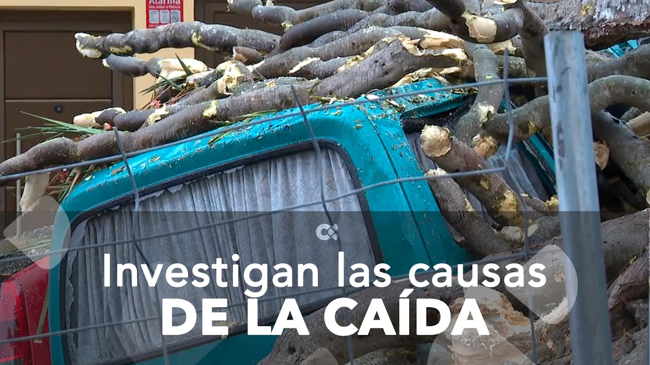 Investigan las causas que provocaron la caída del drago de Los Realejos