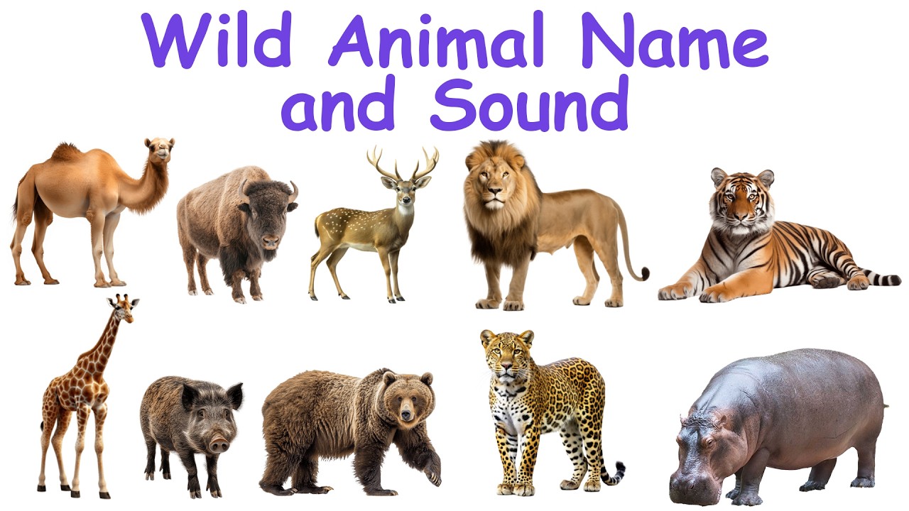 Wild Animal Sounds for Kids 🦁🐯 | Wild Animals Name and Sound | Kids Learning Video