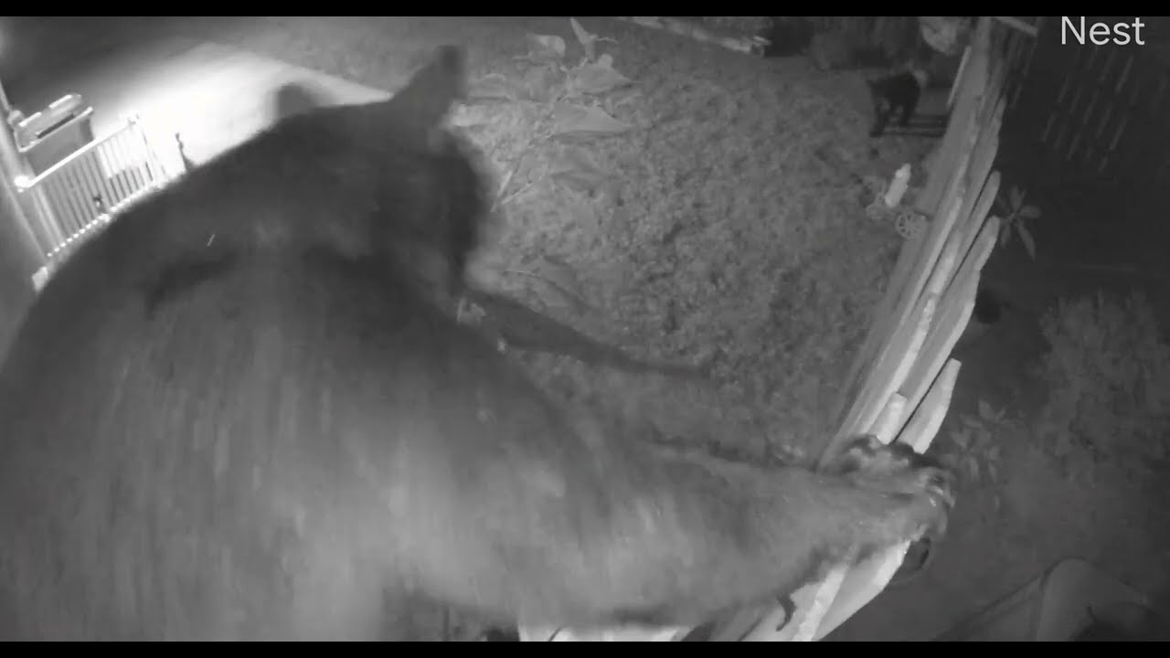 3 bears came back