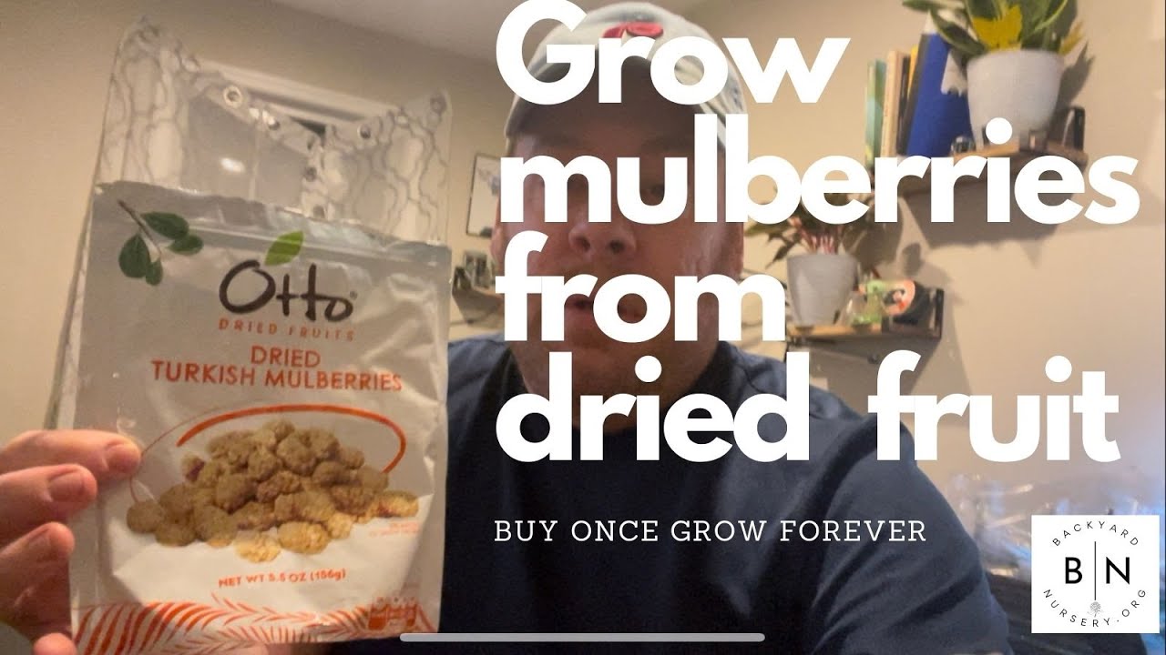 Grow mulberries from seeds in dried fruit