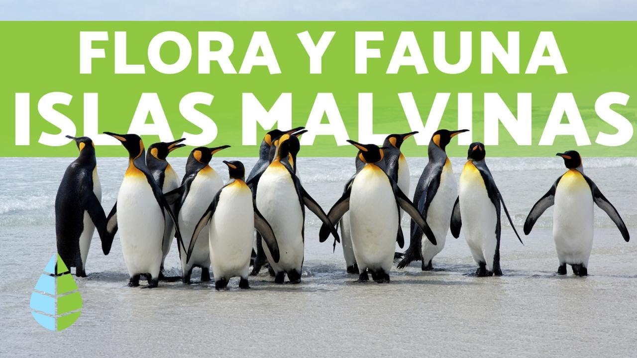 Flora y Fauna de las Islas MALVINAS