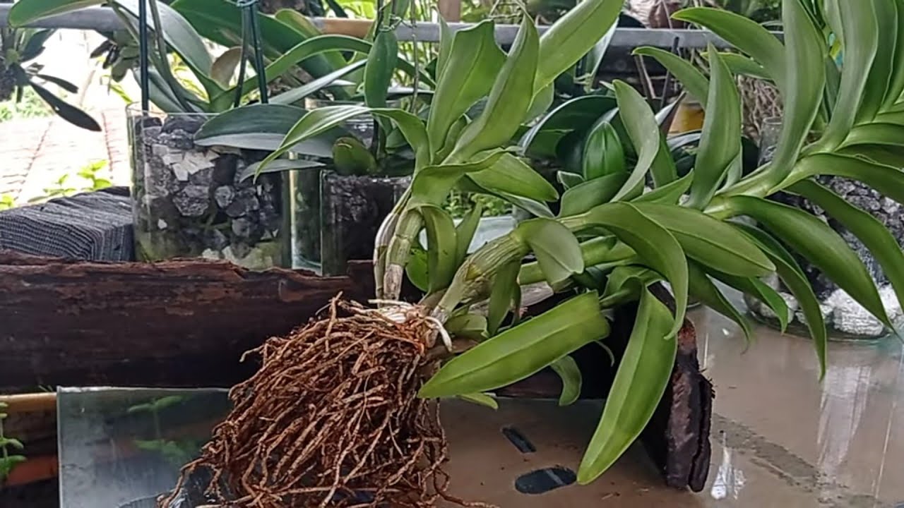 Replante da orquídea Denphal