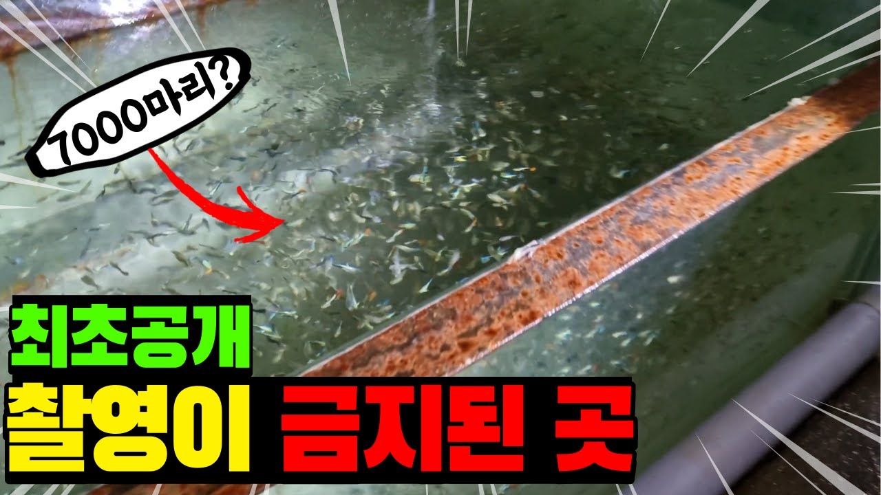 수백만 마리 K열대어가 생산되는 국내 유일의 양어장! 버스 유리로 어항을?