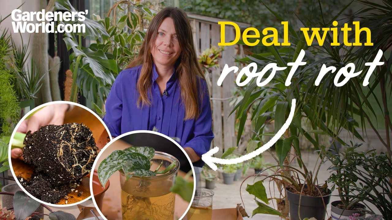 Prevent ROOT ROT in house plants | Best ways to save a house plant with rotting roots