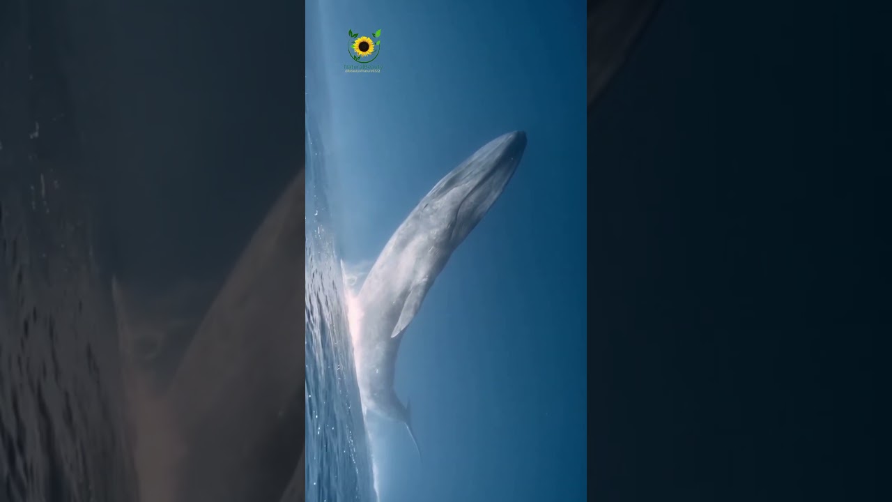 Omura's whale 🐋🐳#whale #whales #fish #fishing #animals #sea #seaanimal #ocean