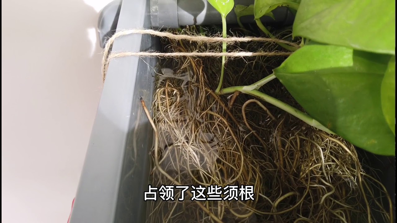 养鱼终于不用总换水洗棉了！35元成本改造过滤，生态鱼缸种绿萝！#清清来了