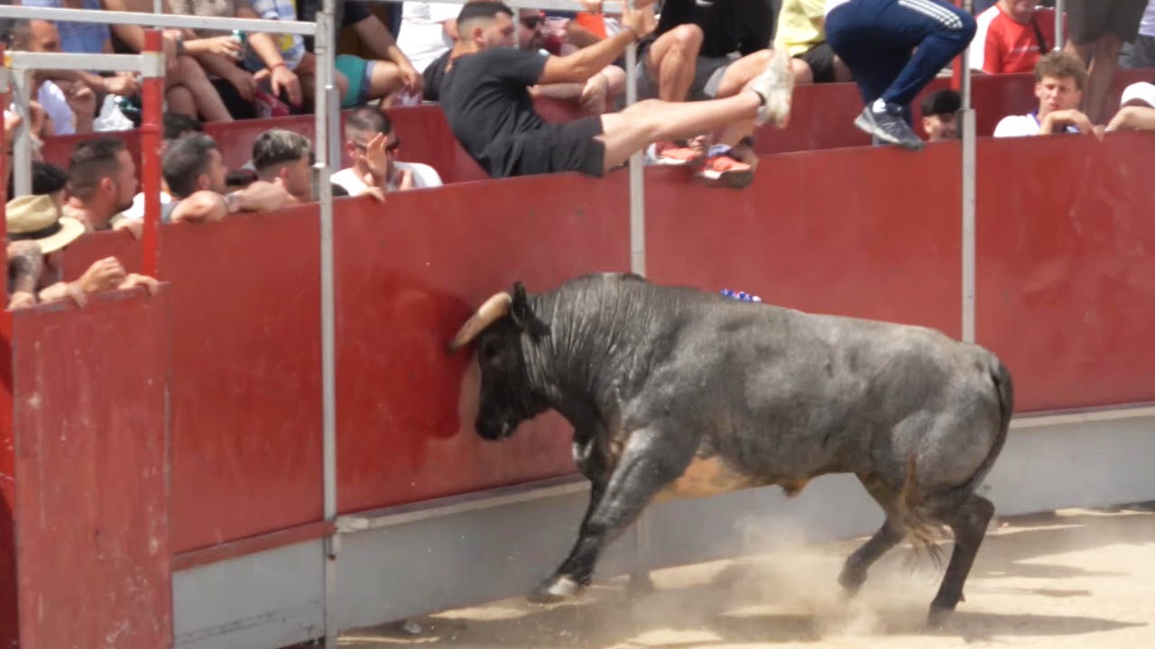SE ROMPE TODO! El Toro Revienta las Tablas de un Solo Golpe