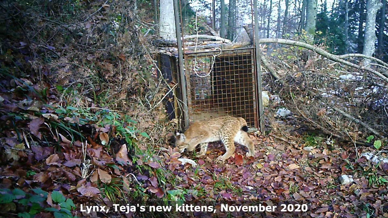 Lynx Teja with two kittens