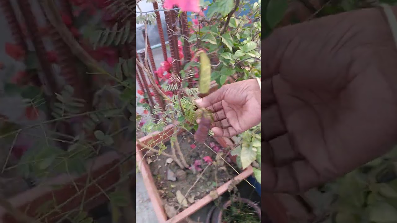 শাশুড়ি আম্মার ছাদ বাগান 🌳🌳