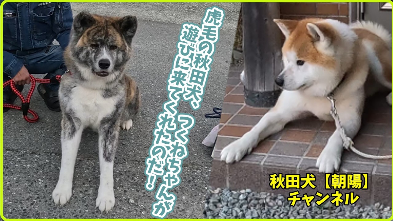 秋田犬【朝陽】チャンネル【虎毛の秋田犬、つくねちゃんが遊びに来てくれたのだ！】