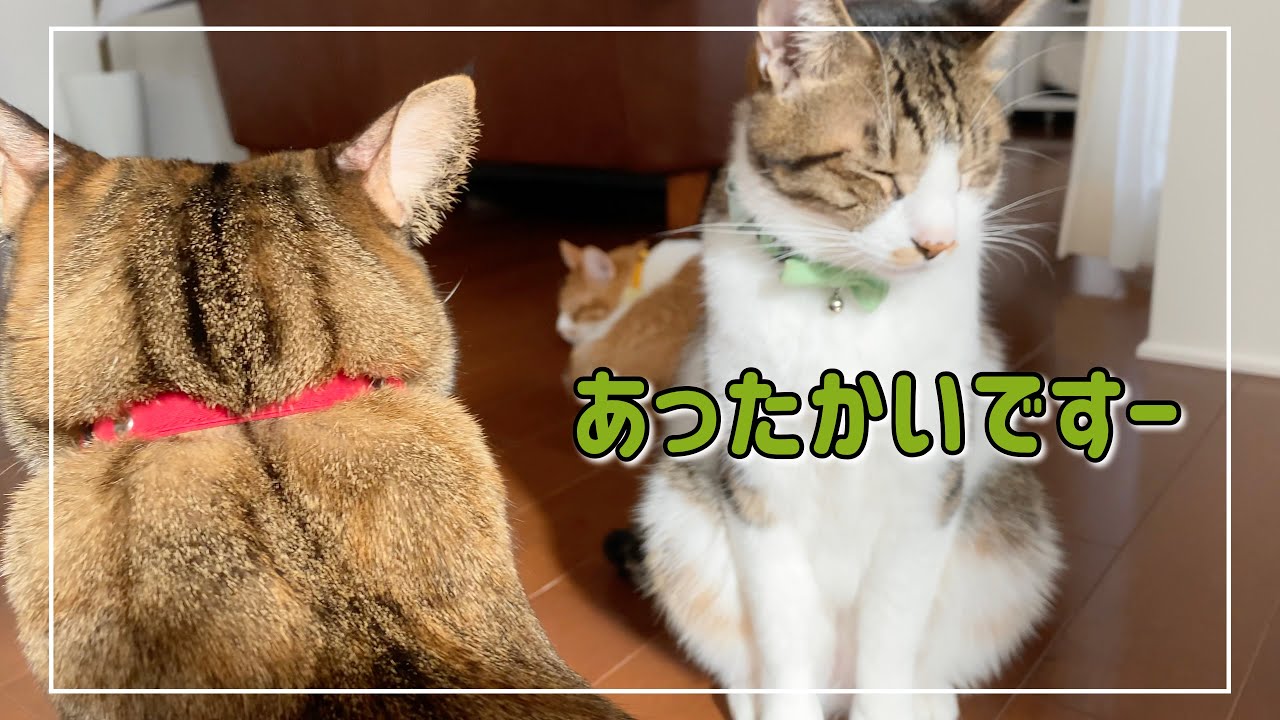 日向ぼっこする猫の集会に参加してみました【4K猫動画】