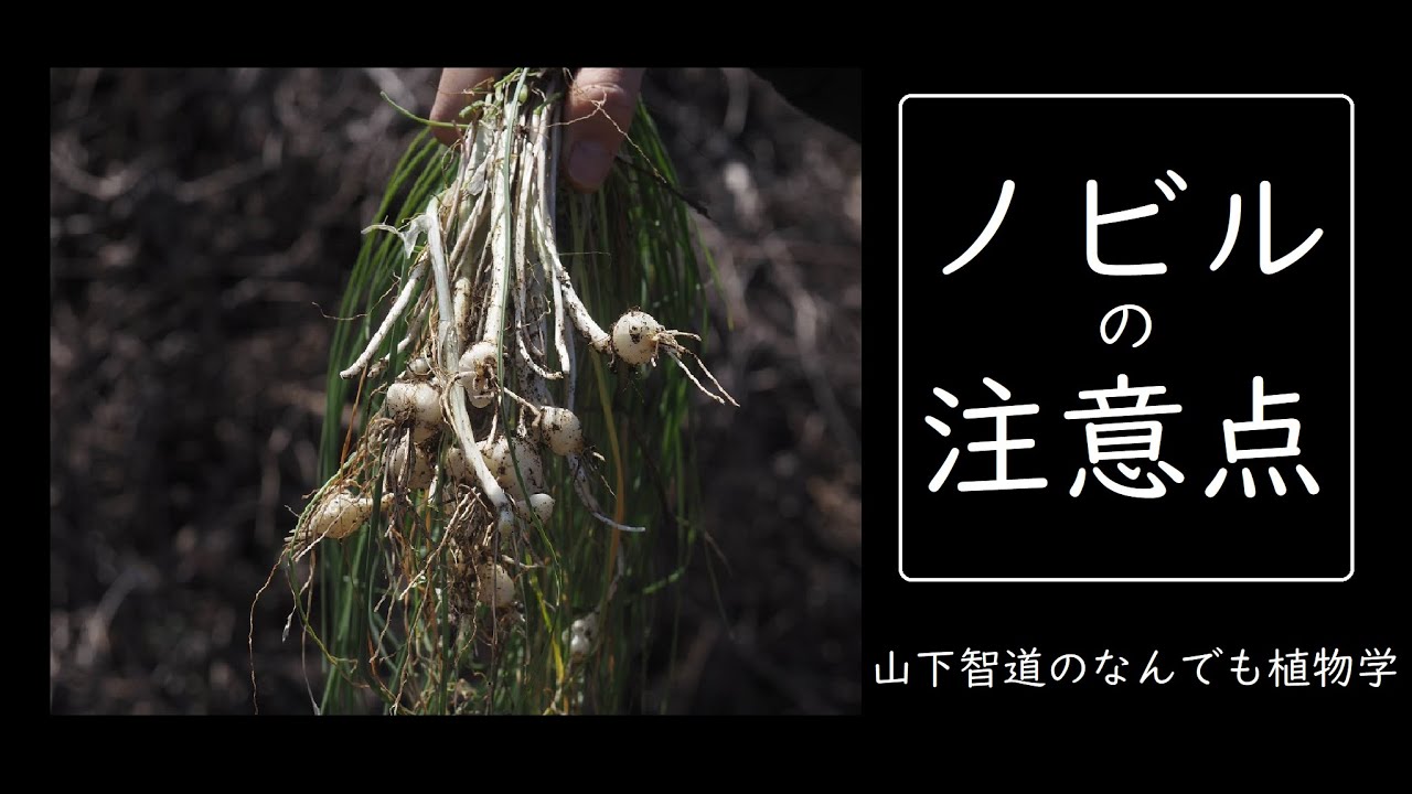 「野草研究家・山下智道のノビルの注意点」