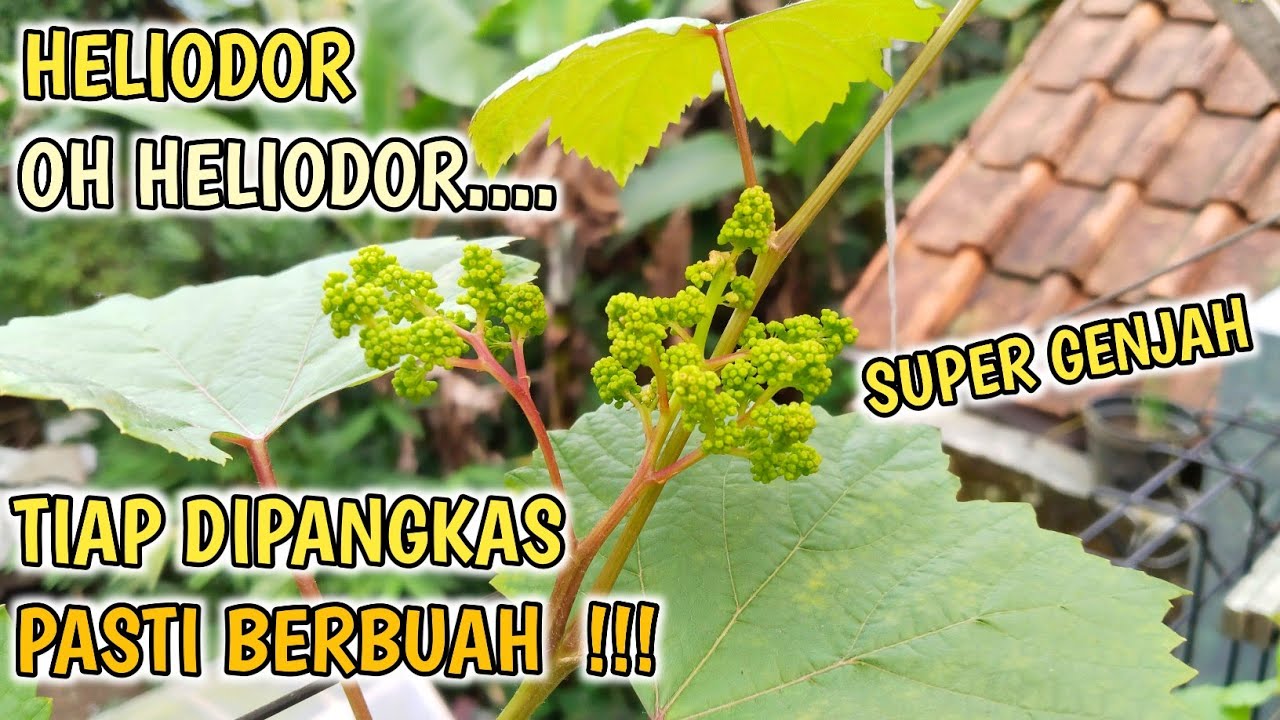 Anggur Heliodor Super Genjah Potong Dibud mana Saja Pasti Berbuah !!!