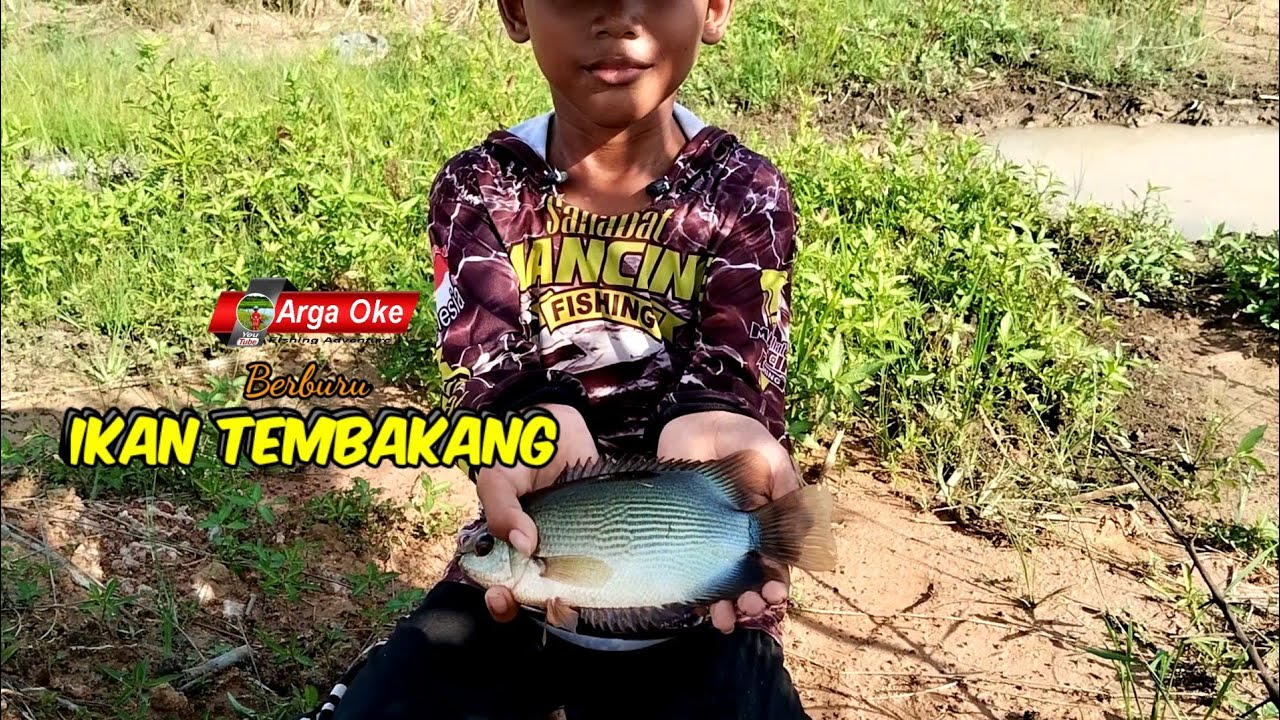 Dengan Cara ini Banyak dapat Ikan Tembakang, Cara menangkap Ikan Tembakang