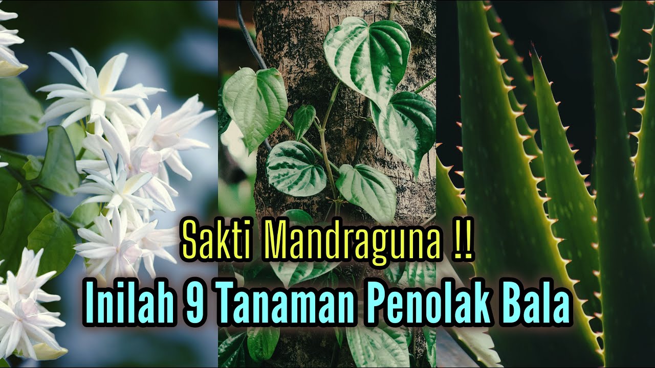 Rumah Jadi Tenteram !! Inilah 9 Tanaman Penolak Bala Yang Sakti Mandraguna