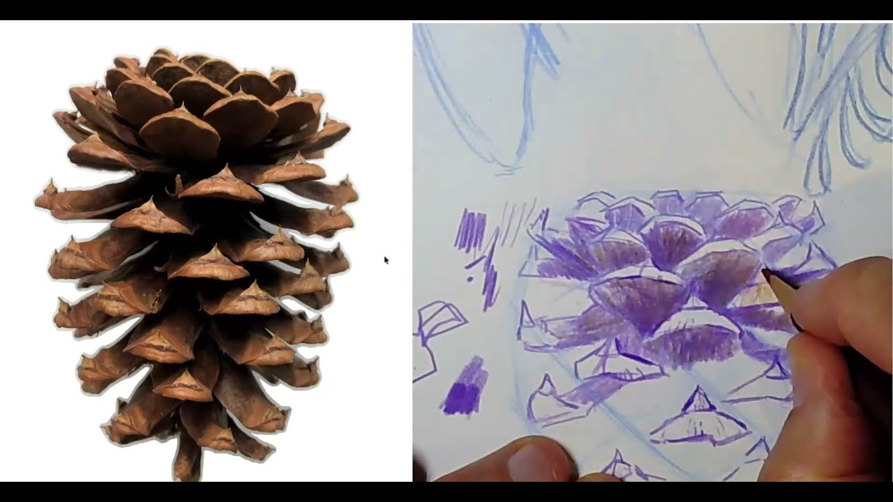 Learn to Draw Pine Cones and Branches: A holiday sketch party with John Muir Laws