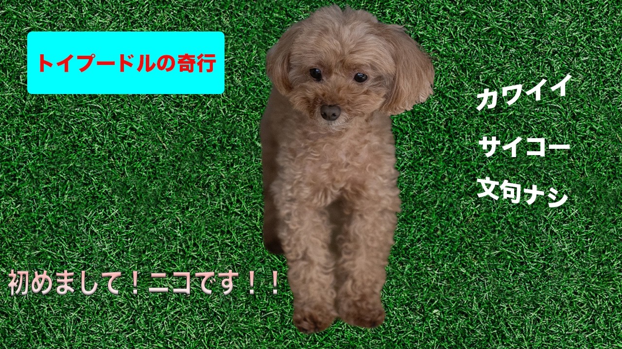 【ニコ1】トイプードルの奇妙な習性