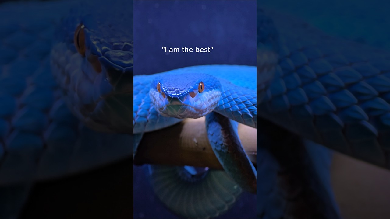 The most beautiful venomous snakes in existence. #reptiles #venomoussnakes #pets #cobra