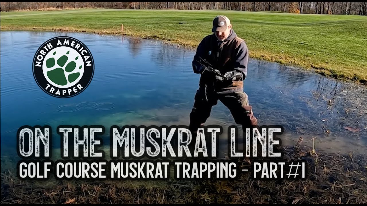 GOLF COURSE MUSKRAT Trapping - PART#1