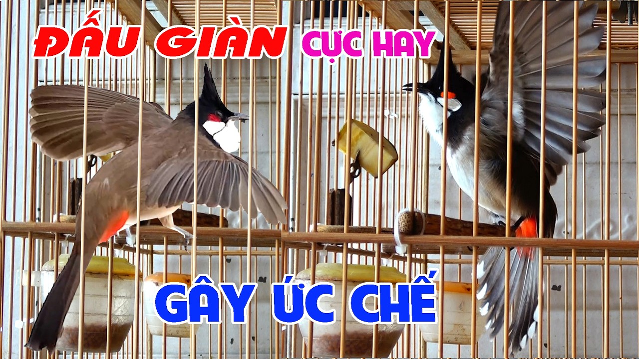 Chào Mào Đấu Giàn [ KÍCH BỔI CĂNG ĐÉT - HÓT CHÉ ] Chào Mào Hót Đấu/Kích Chào Mào/Kích Chào Mào Ché