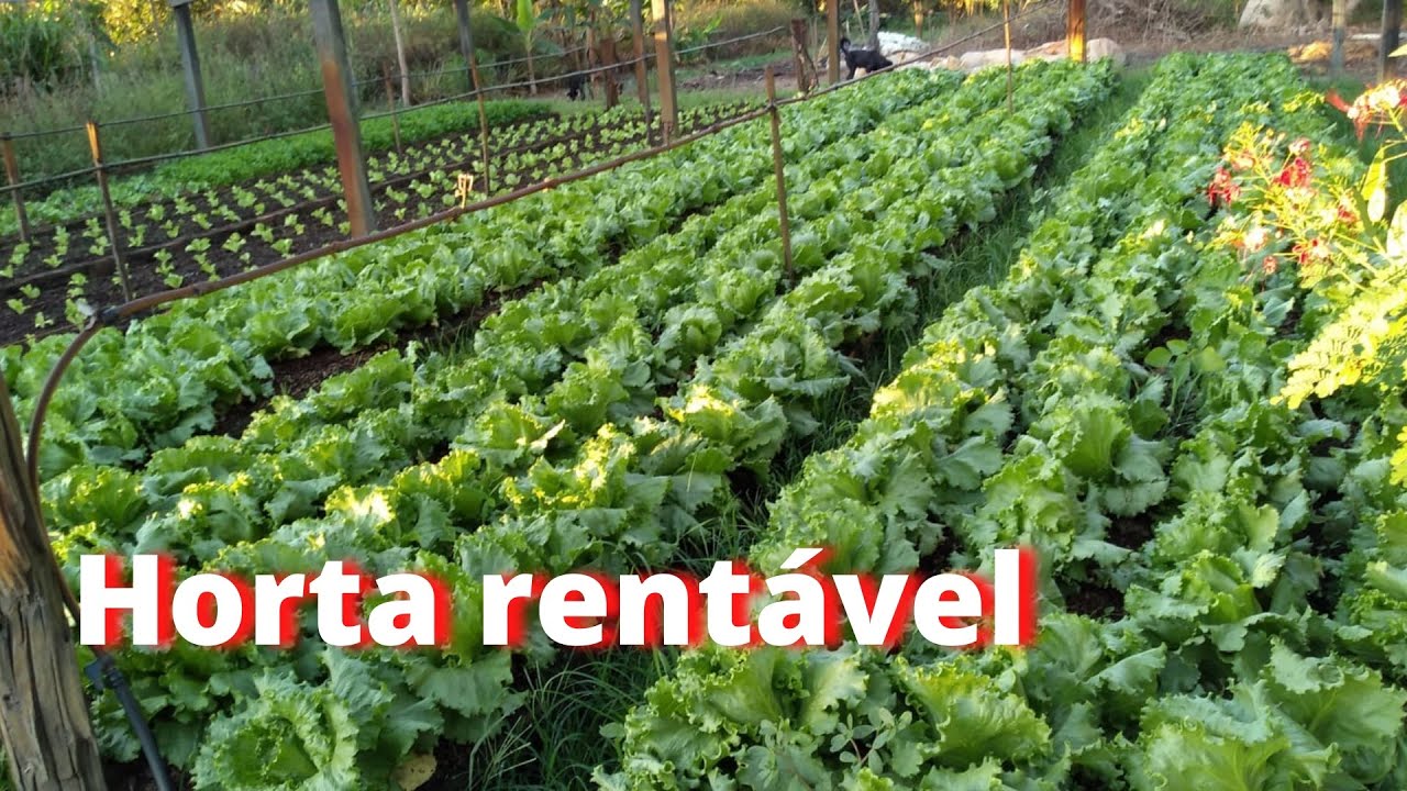 Como iniciar uma horta de forma correta 🤔