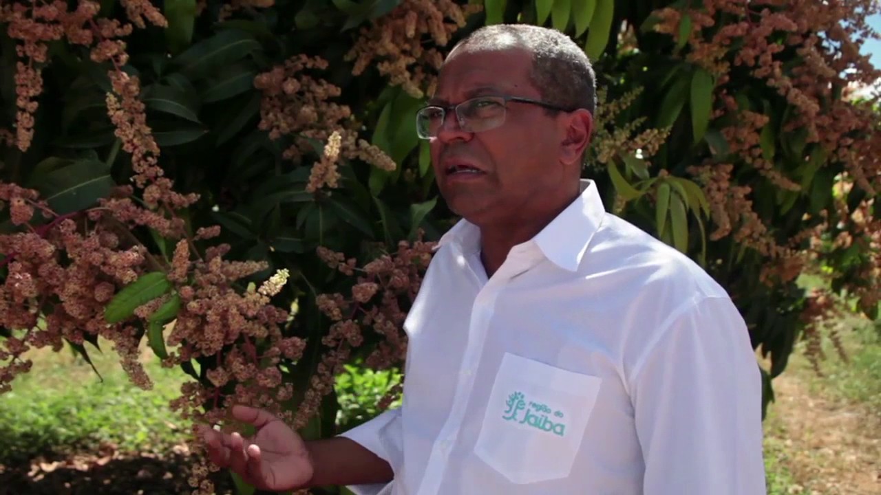 Indução Floral na Mangueira | AgroFrutas & Cia. (06-08-2017)