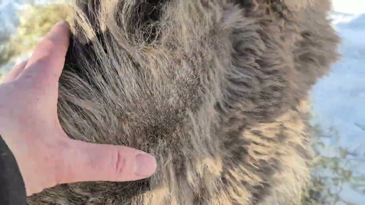 What I Fed A Cushing’s Pony | PPID Diet, Signs, Diagnosis & Treatment