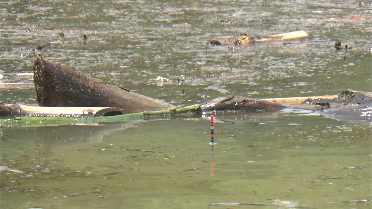 Ikan Bersembunyi Di Tumpukan Sampah 🇮 Waduk Bendo Terbaru 2024