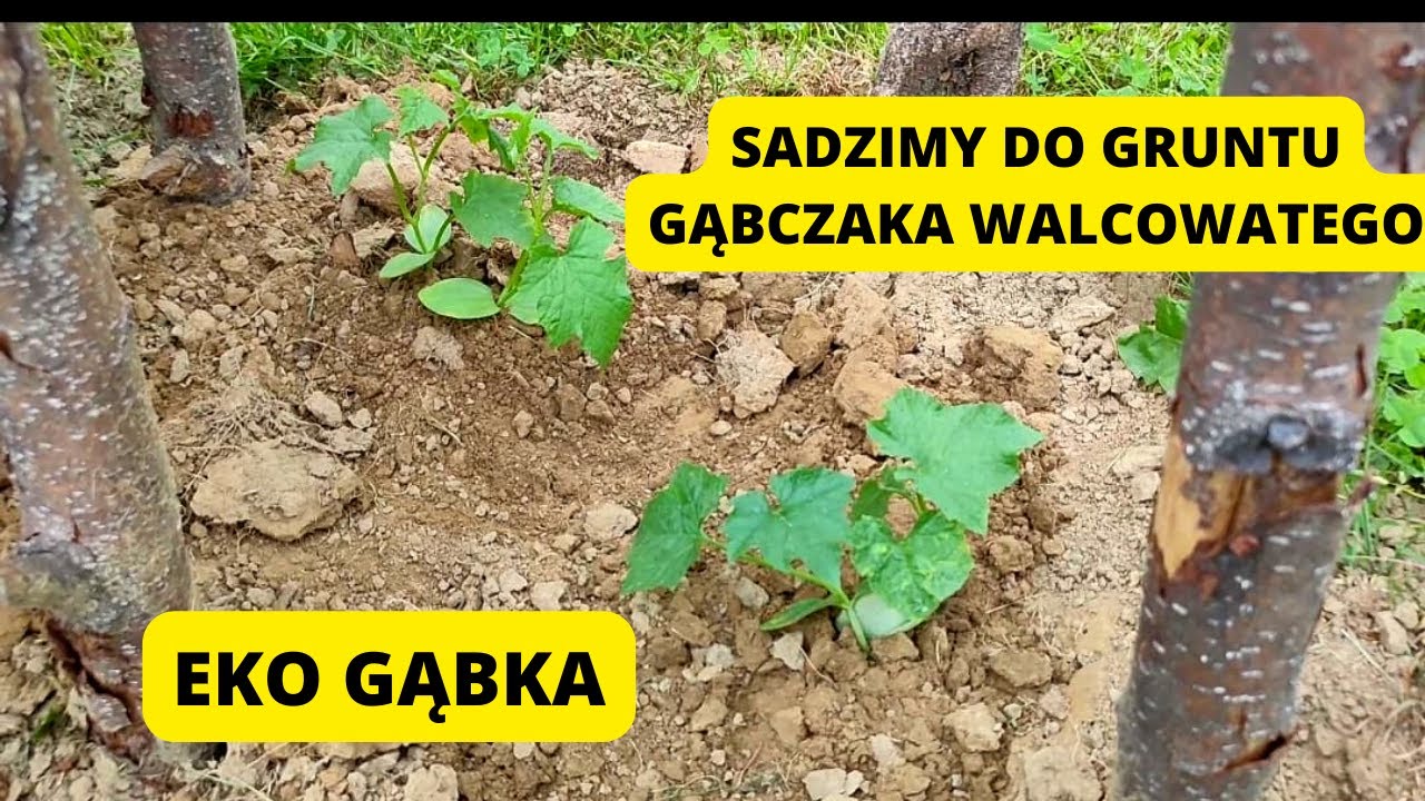Jak sadzić do gruntu gąbczaka walcowatego. Uprawa gąbczaka walcowatego. Eko gąbka. Roślina pnąca.