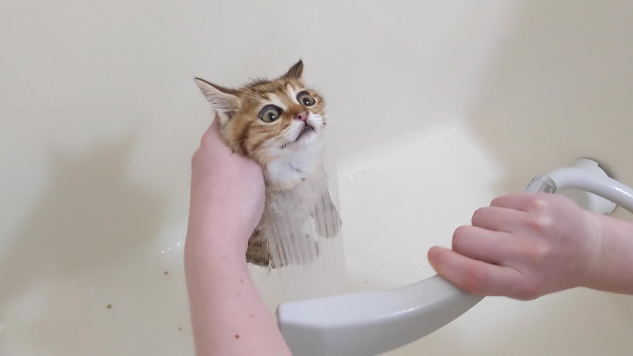 【保護猫1日目】保護した子猫に初めてのシャンプーをしました。Kitty took her first shower