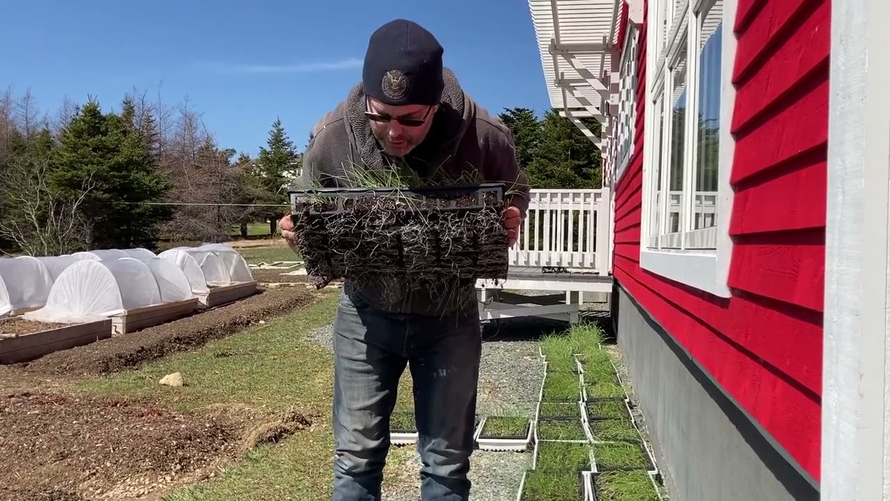 5000 Garlic Bulbils Ready for Transplanting!! Great Hack included!