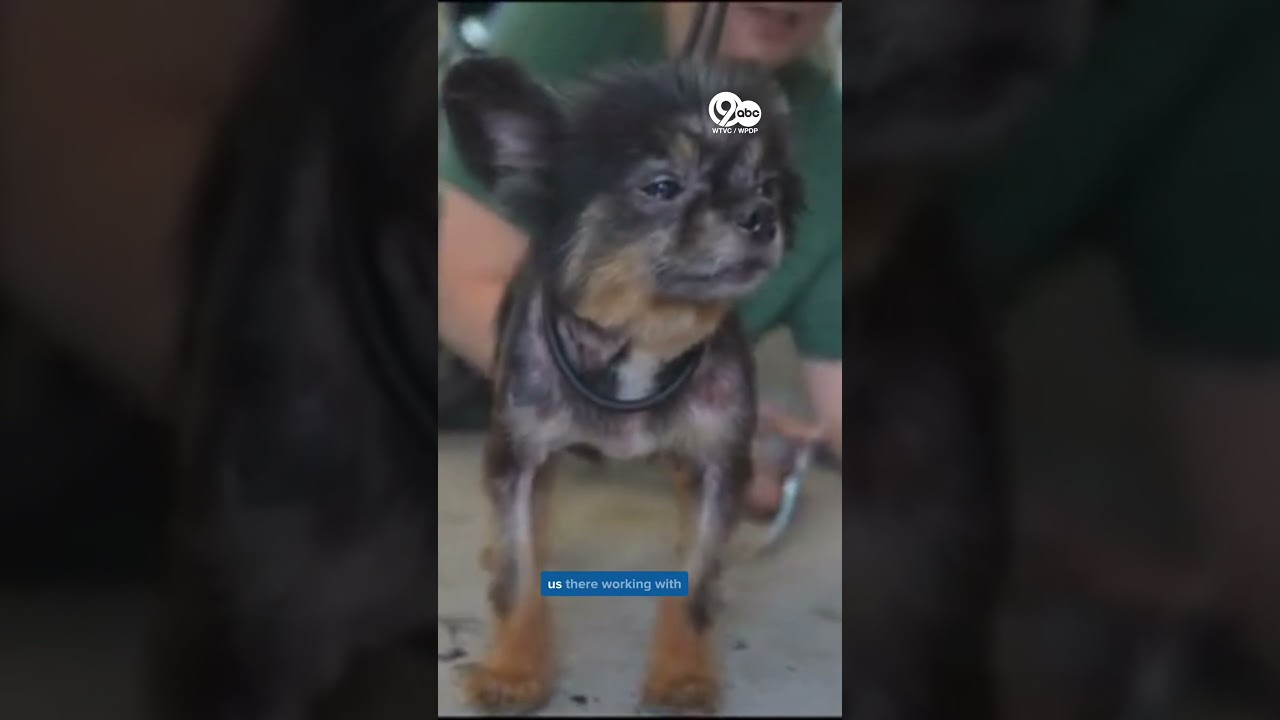 Evidence mounts as more rescued Georgia dogs found with severed vocal cords