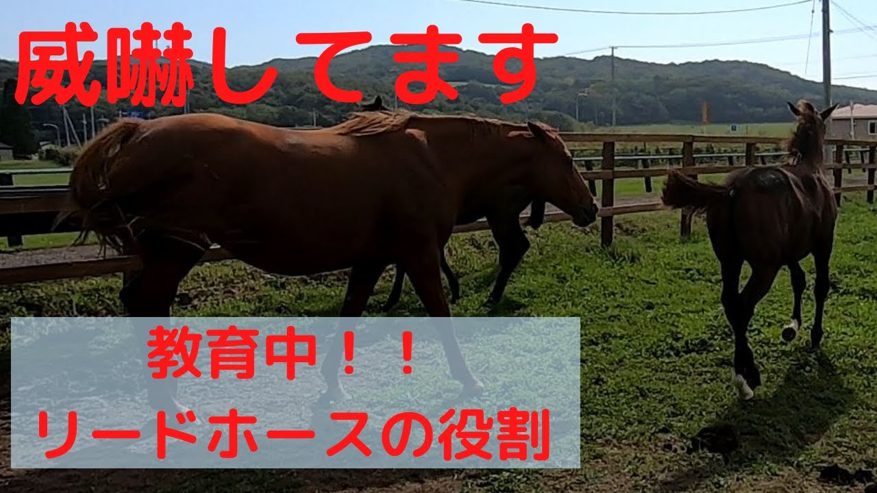 リードホースのお仕事