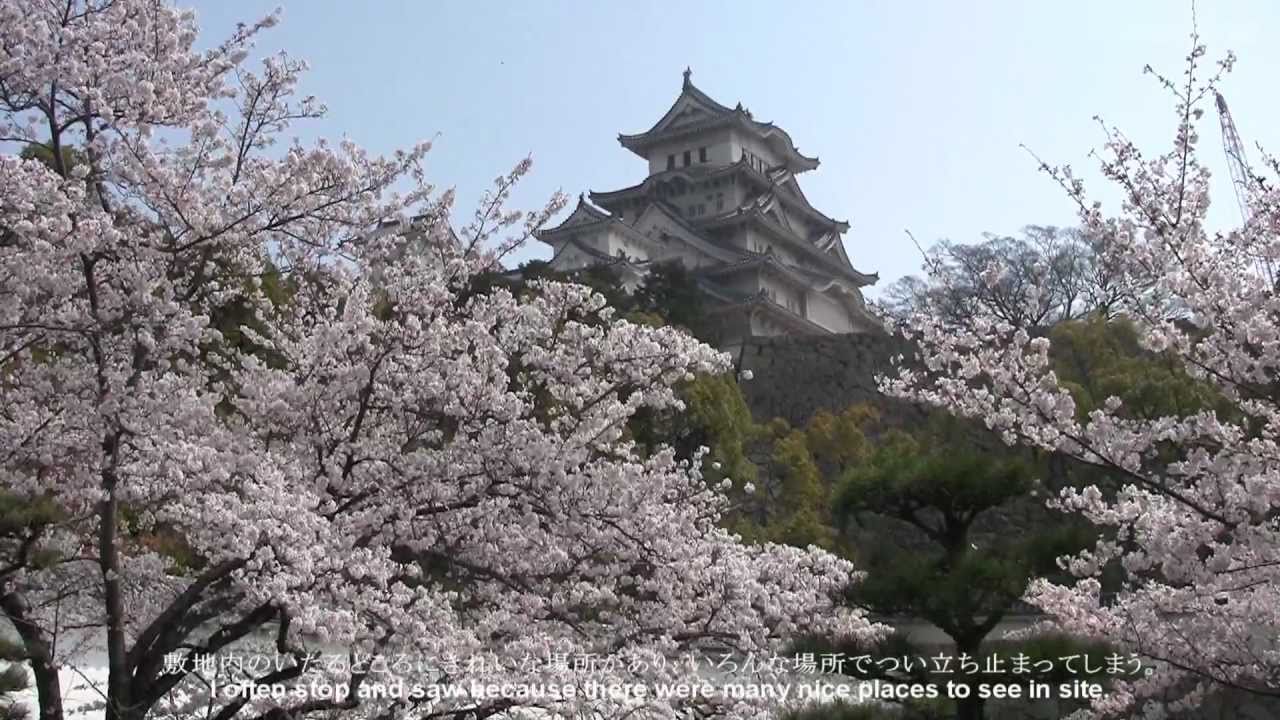 姫路城 桜爛漫 HD Himejijo sakura worldheritage in Japan