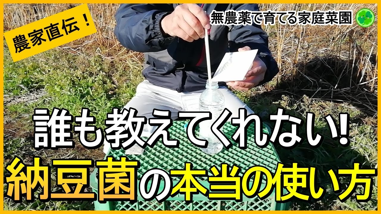 【納豆の活用法】効果抜群！納豆菌を使った土作りと病気予防のコツを解説！【有機農家直伝！無農薬で育てる家庭菜園】　24/12/5