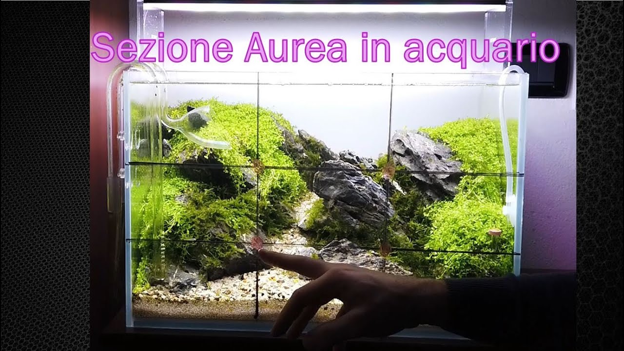 La sezione aurea in acquario, impostare un Layout usando la matematica in Acquascaping: Regola Aurea