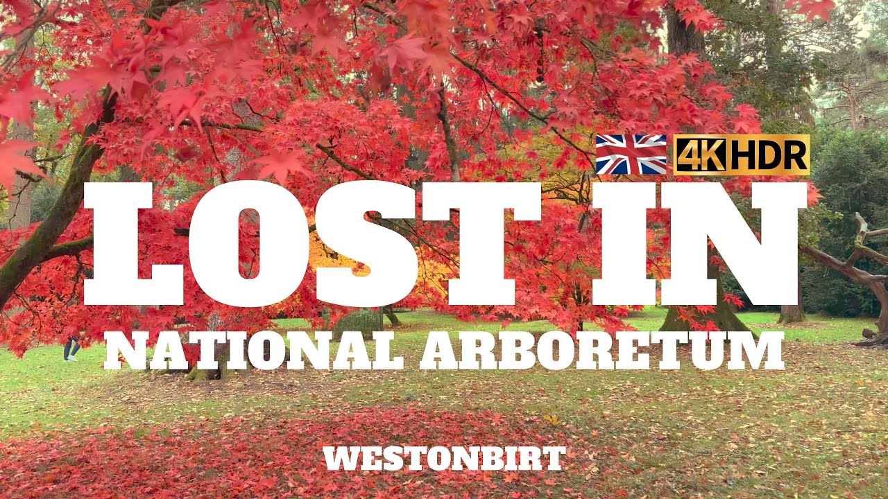 Westonbirt Arboretum: A Meditative Autumn Walk With Calming Ambient Music, 4K HDR 60FPS #meditation