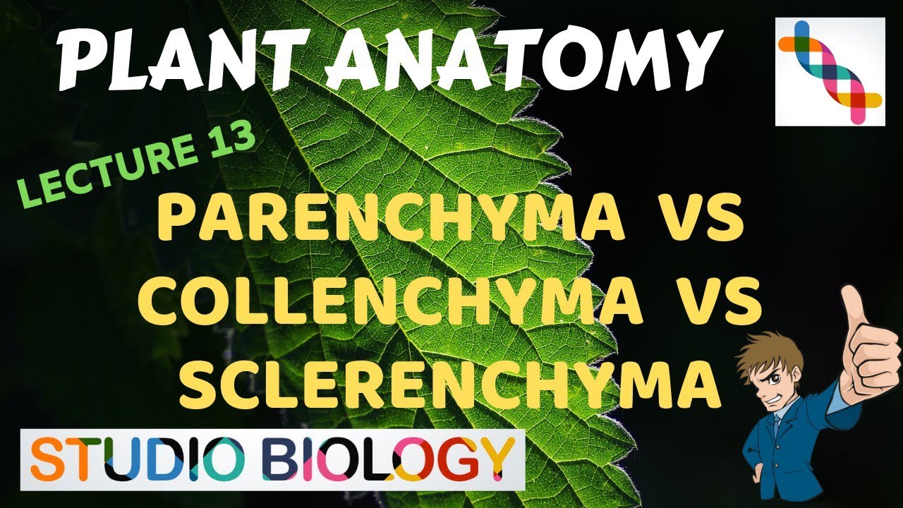 Plant Anatomy 13 - Parenchyma vs Collenchyma vs Sclerenchyma